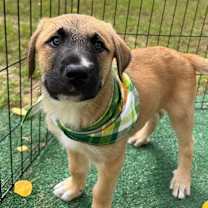 Thumbnail photo of Enzo Pickled Pepper #1