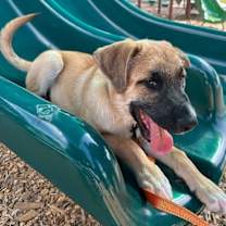 Thumbnail photo of Enzo Pickled Pepper #2