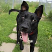 Thumbnail photo of Kato #1