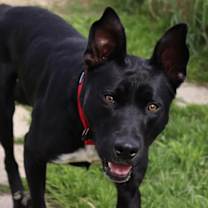 Thumbnail photo of Kato #2