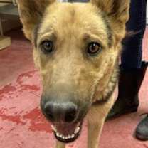 adopt-pet