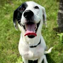 Thumbnail photo of Nala #1