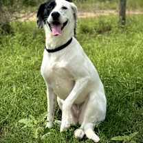 Thumbnail photo of Nala #2