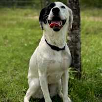 Thumbnail photo of Nala #4