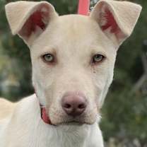 Thumbnail photo of Woody #1