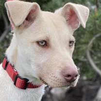 Thumbnail photo of Woody #2