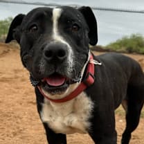 adopt-pet