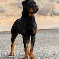 Thumbnail photo of Auto #1