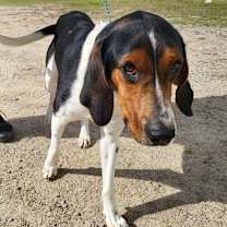 Thumbnail photo of Walker #2