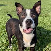 Thumbnail photo of VIKIR #2