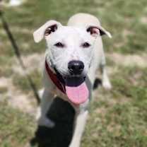 Thumbnail photo of Loki JuM #1