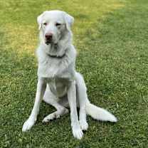 Thumbnail photo of Albi #2