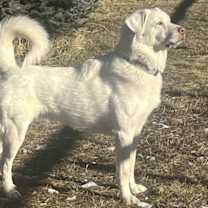 Thumbnail photo of Albi #4