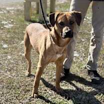 Thumbnail photo of Gus 23D-0406 #2