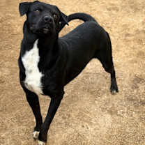 Thumbnail photo of Mikey 23D-0137 #1