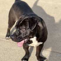 Thumbnail photo of Boots (23D-0075) #2