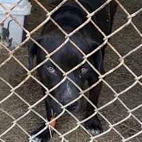 Thumbnail photo of Boots (23D-0075) #3