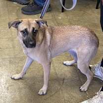 Thumbnail photo of Begonia (21D-0720) #4