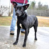 Thumbnail photo of Kacey (21D-0642) #3