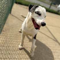 Thumbnail photo of Benny 23D-0333 #3