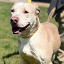 Thumbnail photo of Zambo (19D-0751) #2