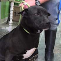 Thumbnail photo of Weezer (19D-0298) #3