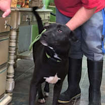 Thumbnail photo of Weezer (19D-0298) #4