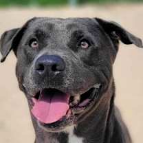 Thumbnail photo of Loki 23D-0142 #1