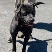 Thumbnail photo of Loki 23D-0142 #2