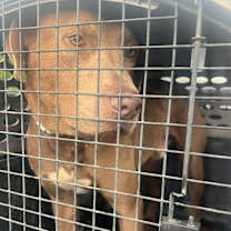 Thumbnail photo of Kale 23D-0316 #4