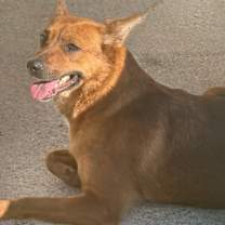 Thumbnail photo of Red Mama 23D-0343 #1