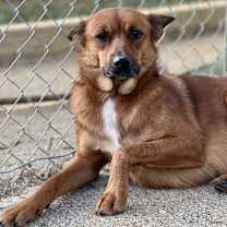 Thumbnail photo of Red Mama 23D-0343 #2