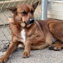 Thumbnail photo of Red Mama 23D-0343 #3