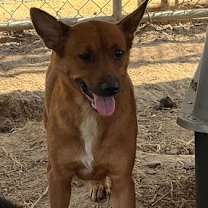 Thumbnail photo of Red Mama 23D-0343 #4