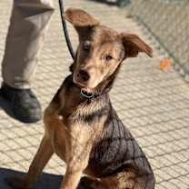 Thumbnail photo of Cinni Mini 23D-0331 #1