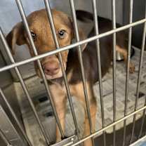 Thumbnail photo of Cinni Mini 23D-0331 #2