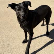 Thumbnail photo of Rex (21D-0785) #1