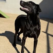 Thumbnail photo of Rex (21D-0785) #2