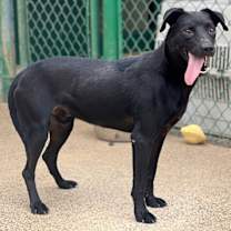 Thumbnail photo of Rex (21D-0785) #3