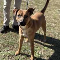 Thumbnail photo of Rus 23D-0408 #2