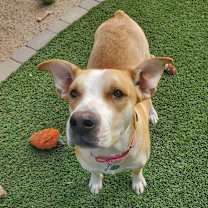 adopt-pet