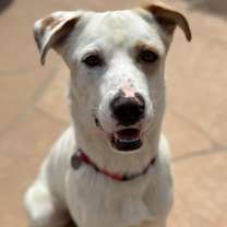 adopt-pet