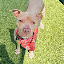 adopt-pet