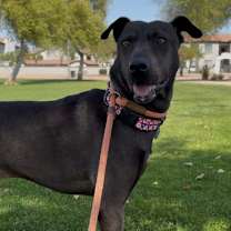 adopt-pet