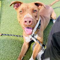 adopt-pet