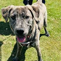 adopt-pet