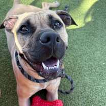 adopt-pet