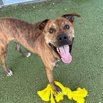 Thumbnail photo of Dewey #2