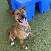 Thumbnail photo of Dewey #3