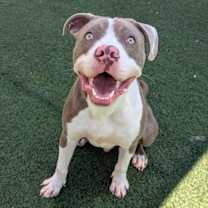 Thumbnail photo of Kirby - $75 Adoption Fee!  Diamond Dog! #2